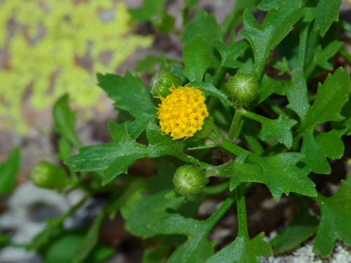 Cochise rockdaisy (Laphamia cochisensis)