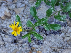 Heterotheca viscida