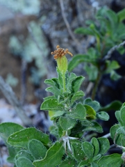 Heterotheca viscida