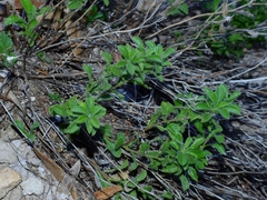 Heterotheca viscida