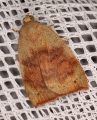 Detounda leptoplasta