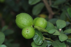 Citrus