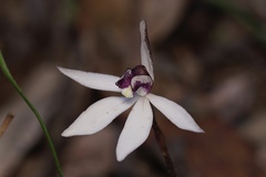 Caladenia saccharata