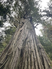 Cupressus nootkatensis