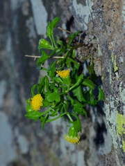 Perityle cochisensis