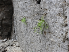 Perityle cochisensis