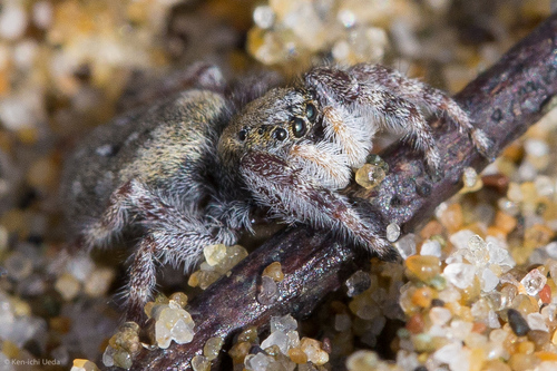 Intertidal Jumping Spider photo 2
