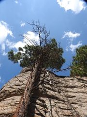 Pinus arizonica