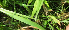 Cyperus fuscus