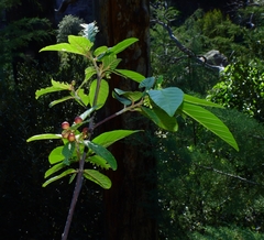 Frangula betulifolia