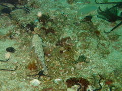 Caffrogobius nudiceps