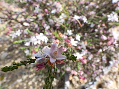 Philotheca angustifolia