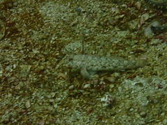 Caffrogobius nudiceps