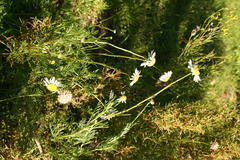 Lasiospermum bipinnatum