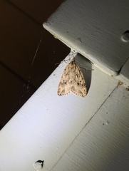 Pseudocoremia rudisata