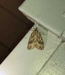 Pseudocoremia rudisata