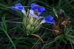 Blepharis procumbens