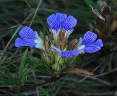 Blepharis procumbens