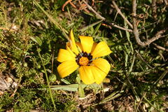 Gazania rigida