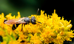 Philanthus lepidus