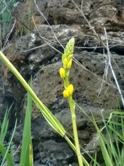 Bulbine glauca