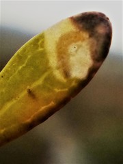 Stigmella aigialeia