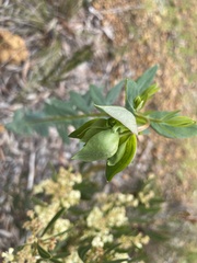 Pimelea flava