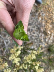 Pimelea flava