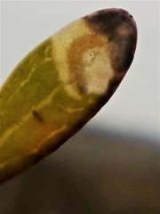 Stigmella aigialeia