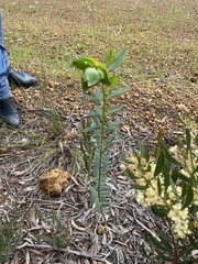 Pimelea flava