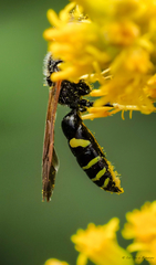 Philanthus lepidus