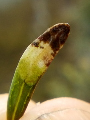 Stigmella aigialeia