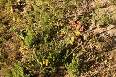 Hermannia stipulacea