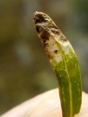 Stigmella aigialeia