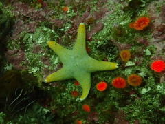 Callopatiria formosa