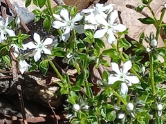 Orianthera serpyllifolia