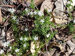 Orianthera serpyllifolia