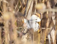 Colotis antevippe gavisa