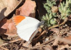 Colotis antevippe gavisa