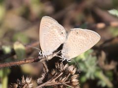 Euchrysops malathana