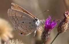 Euchrysops malathana