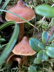 Cortinarius gentilis