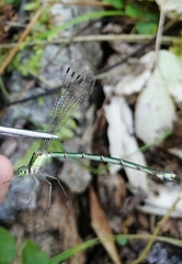 Lestes temporalis