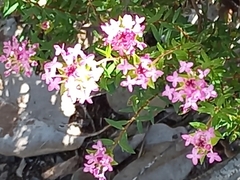 Pimelea preissii