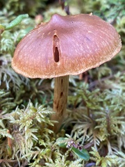 Cortinarius gentilis