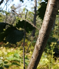 Lestes temporalis
