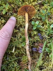 Cortinarius gentilis