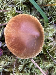 Cortinarius gentilis