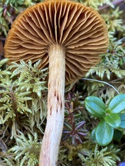 Cortinarius gentilis