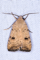 Micrathetis triplex